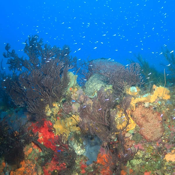 DOMINICA coral reef