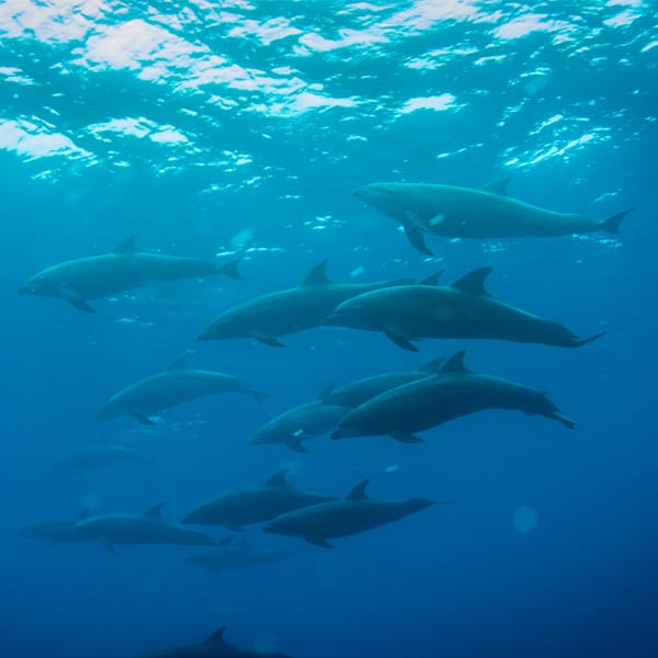 GALAPAGOS dolphins