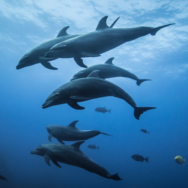 SOCORRO Dolphins dive