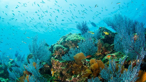reef sea of cortez