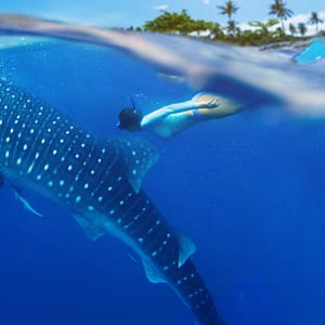 whale shark isla mujeres