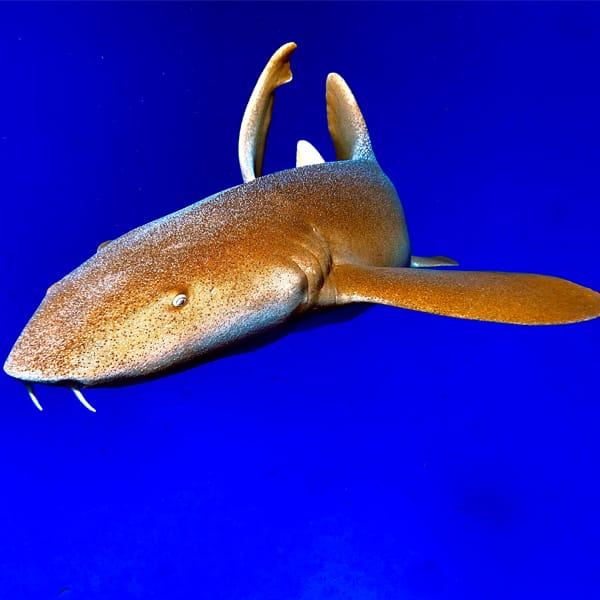 BELIZE shark
