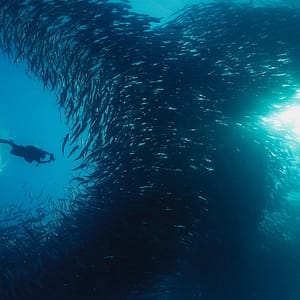 trips fish diving cabo mar hosted