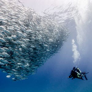CABO PULMO fish dive