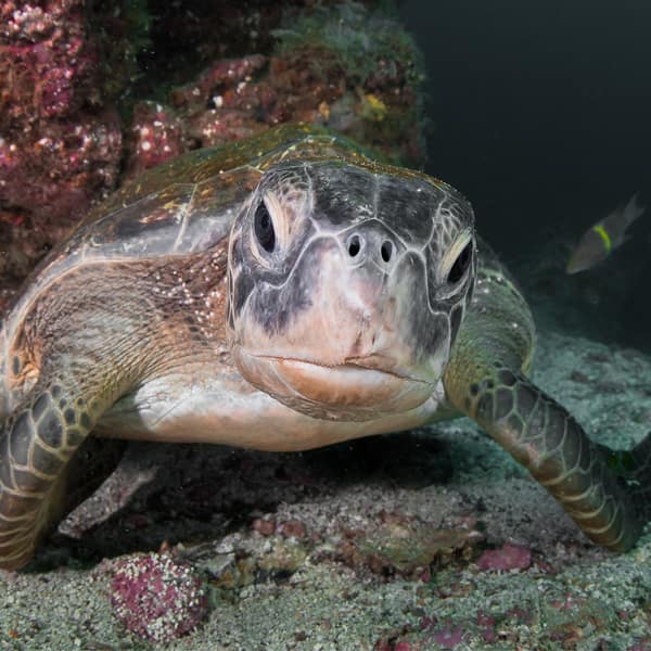 SEA OF CORTEZ baby turtle