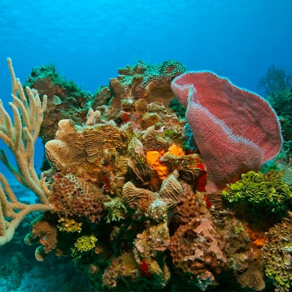 COZUMEL coral reef