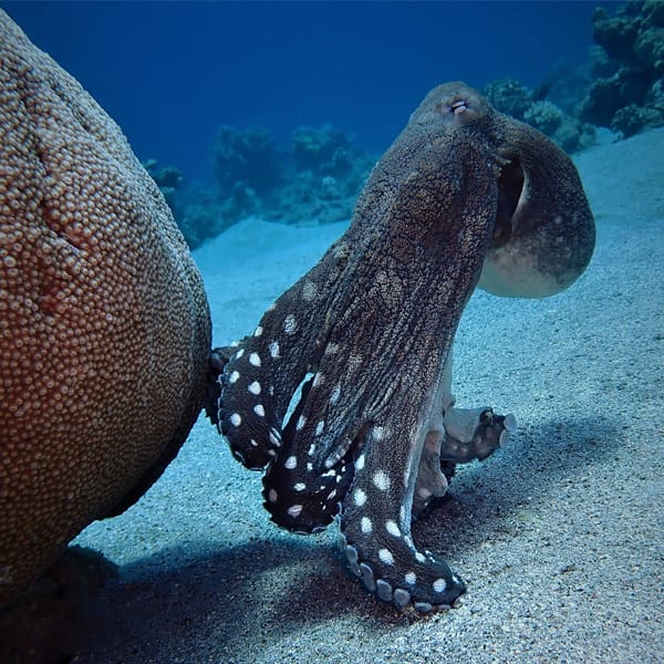 EGYPT octopus dive trip