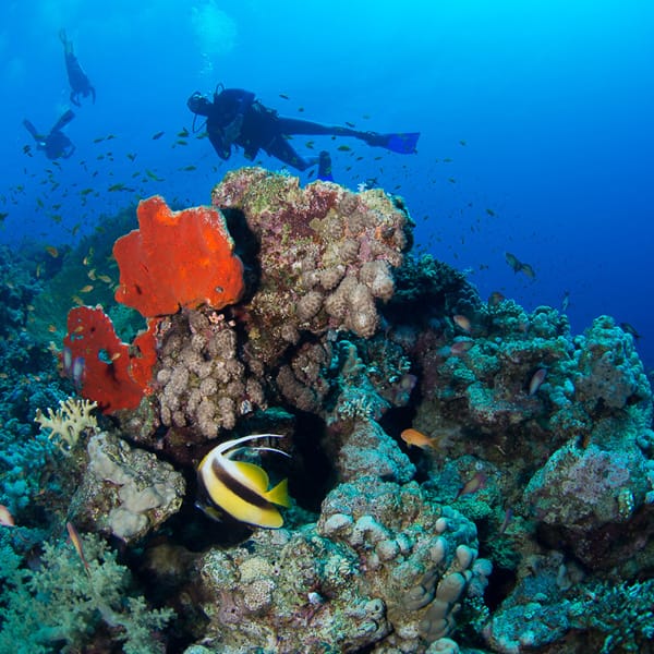 EGYPT reef diving