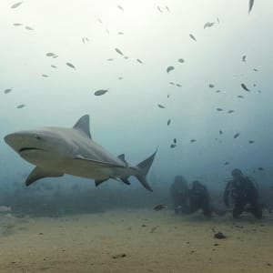 yocontoro shark dive cabo
