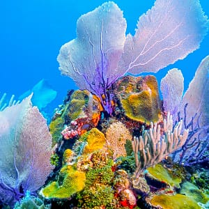 ROATAN TRES reef diving