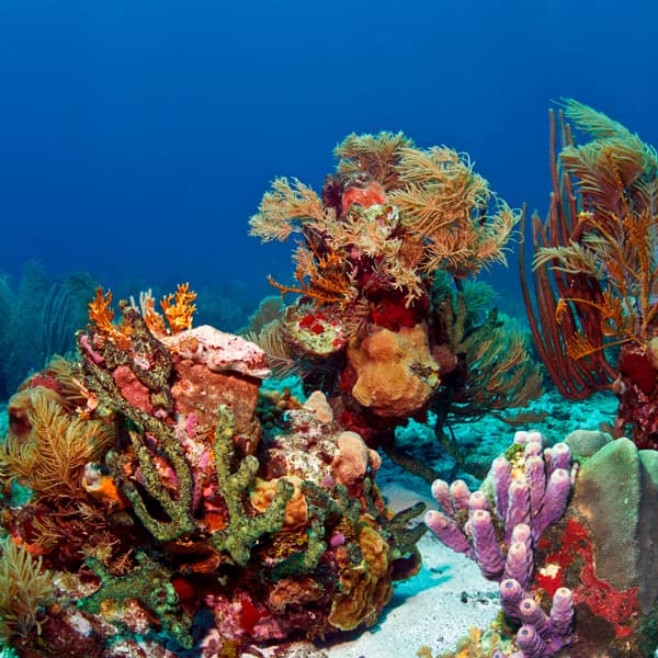 ROATAN UNO living reef