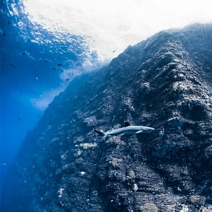 SOCORRO diving sharks