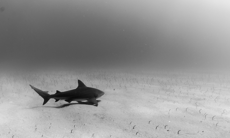 A bull shark swimming over the sand off the shores of Cabo Pulmo