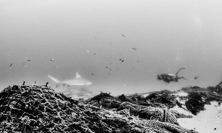A bull shark and scuba diver swimming over rocks in Cabo Pulmo